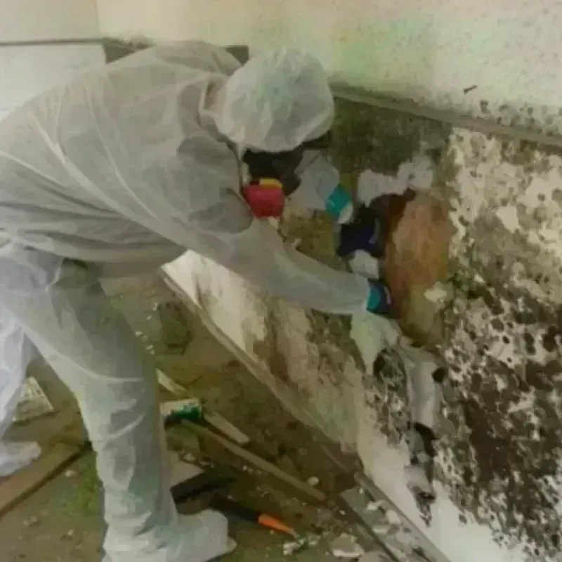 Mold Remediation and Removal in Hazel Park, MI